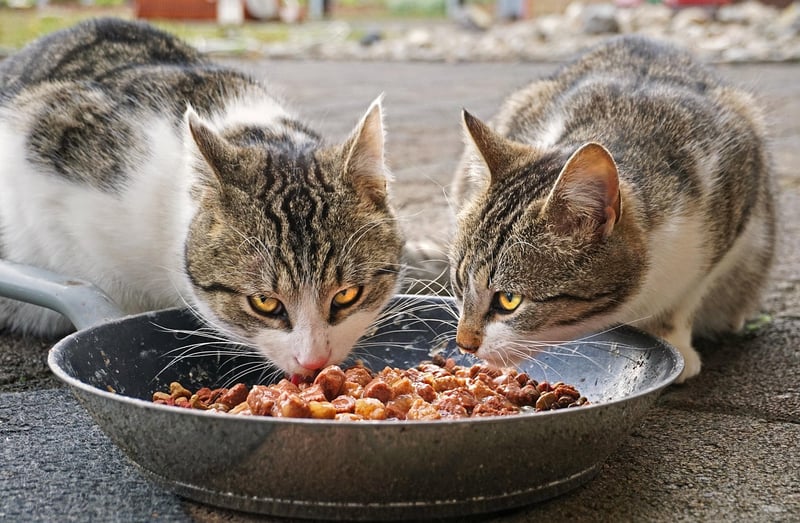 Recycled Pet Feeding Bowls